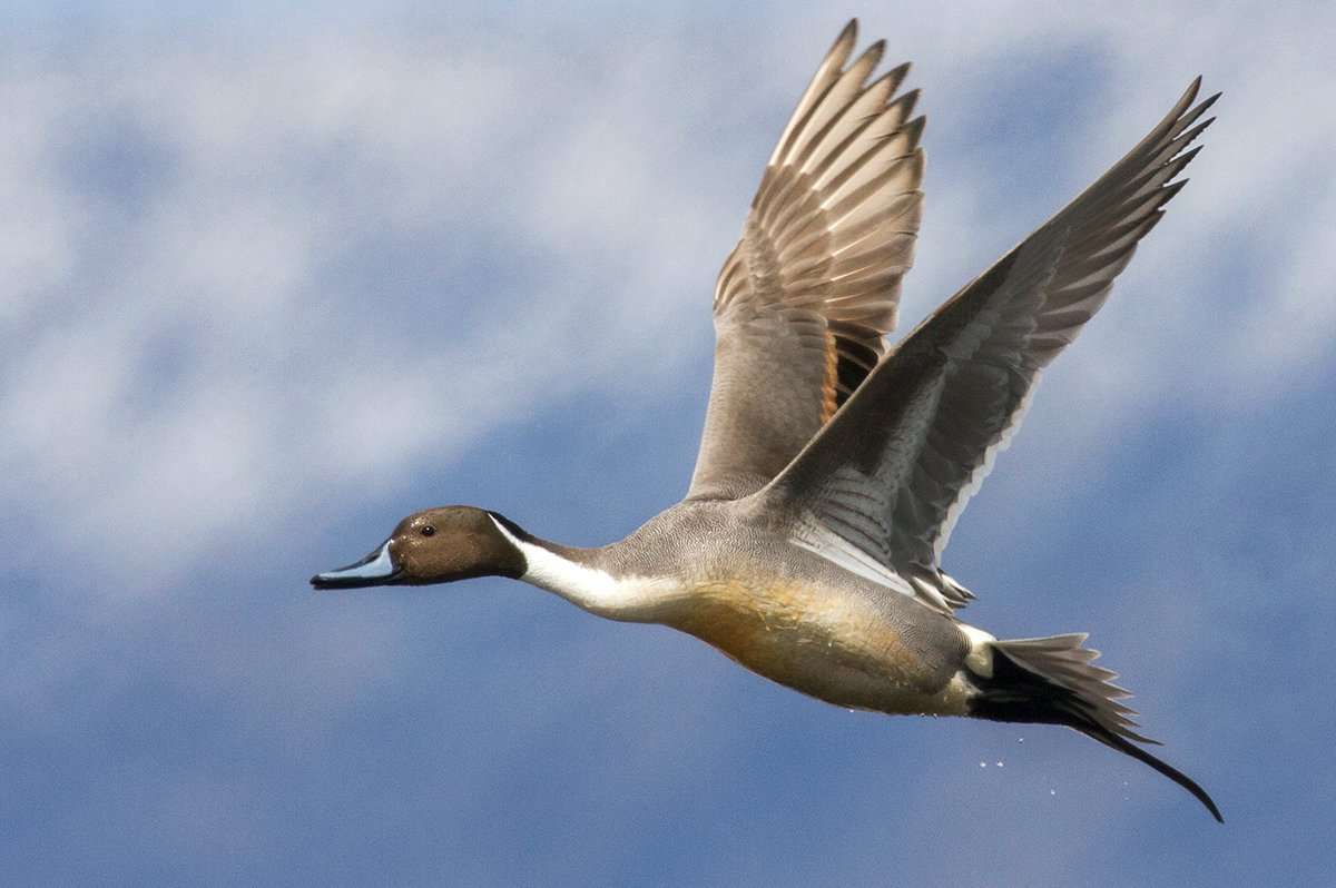 Water levels vary, but spots with good moisture are holding ducks. Photo by Danita Delimont