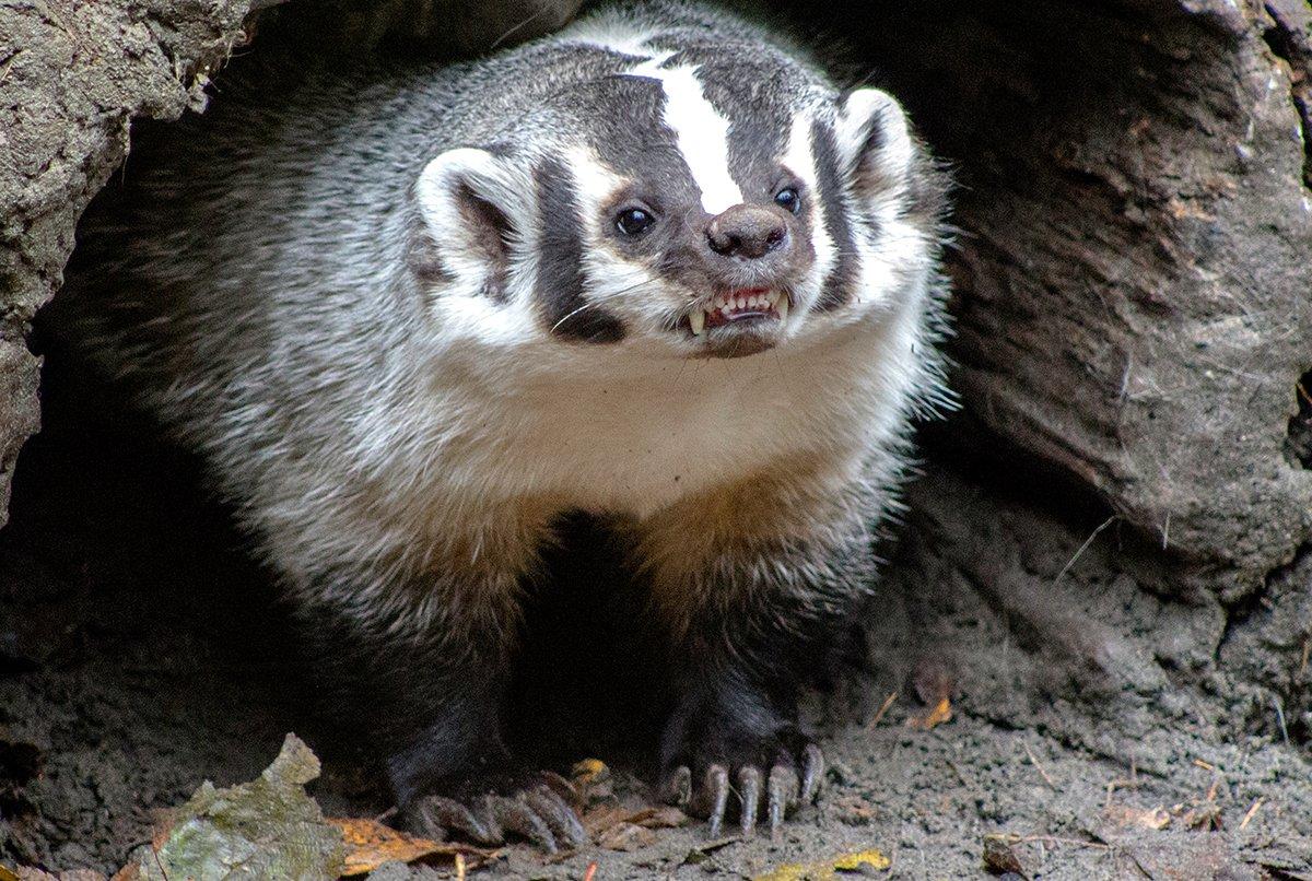 A badger was aggressively guarding Steve Karapetian's buck and refused to leave. Image by Dani Winder