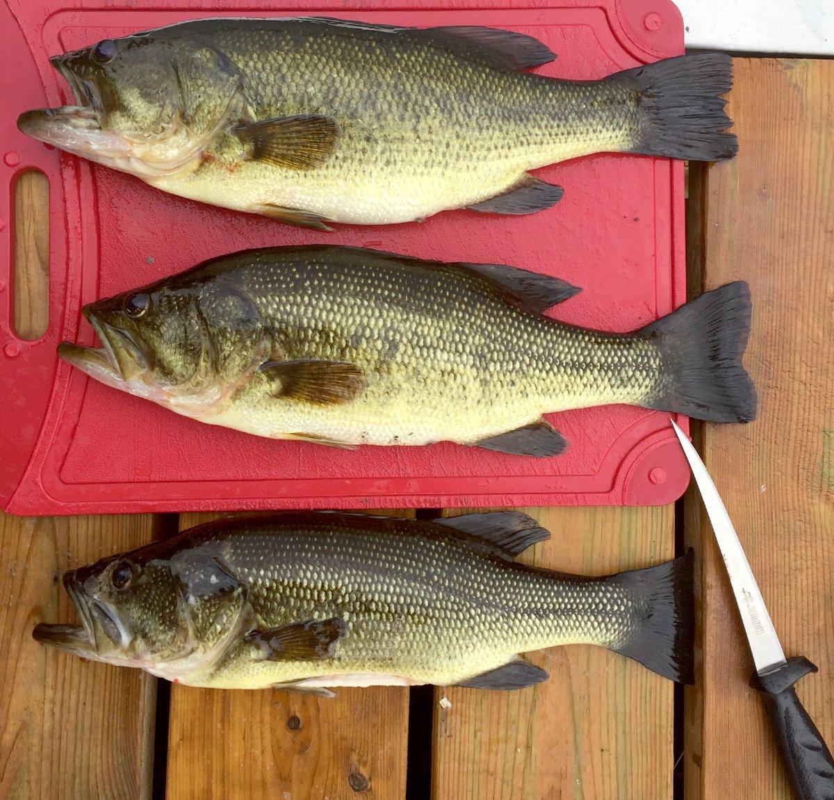 Black sea bass are fun to catch and good to eat