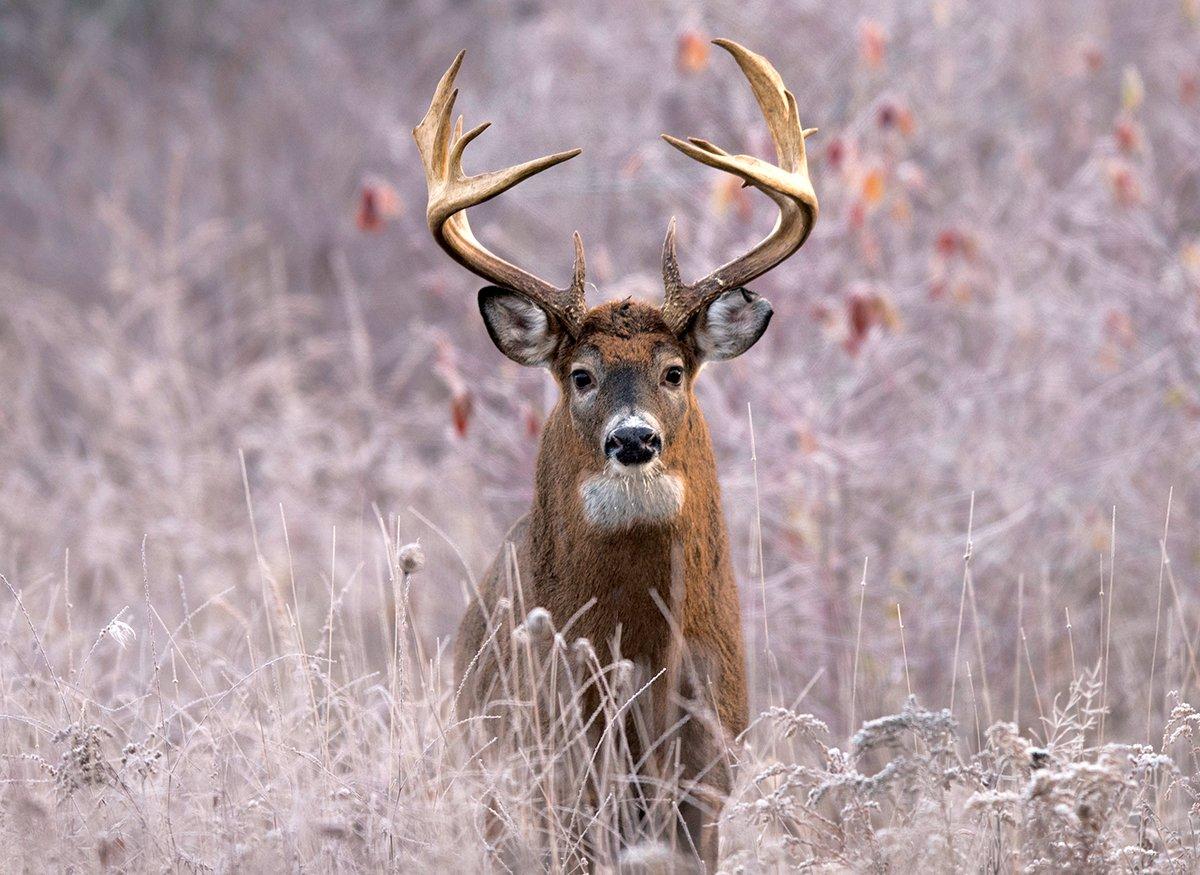 The rut is coming. Are you ready for it? Image by Dean Bouton