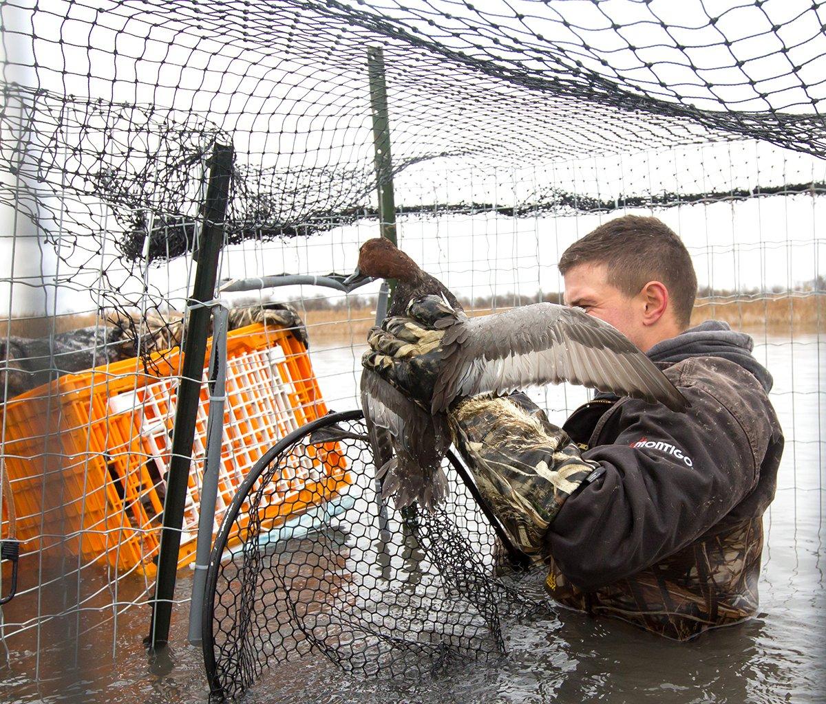 Information from banding is critical for monitoring waterfowl populations and establishing hunting seasons. Photo courtesy of Delta Waterfowl