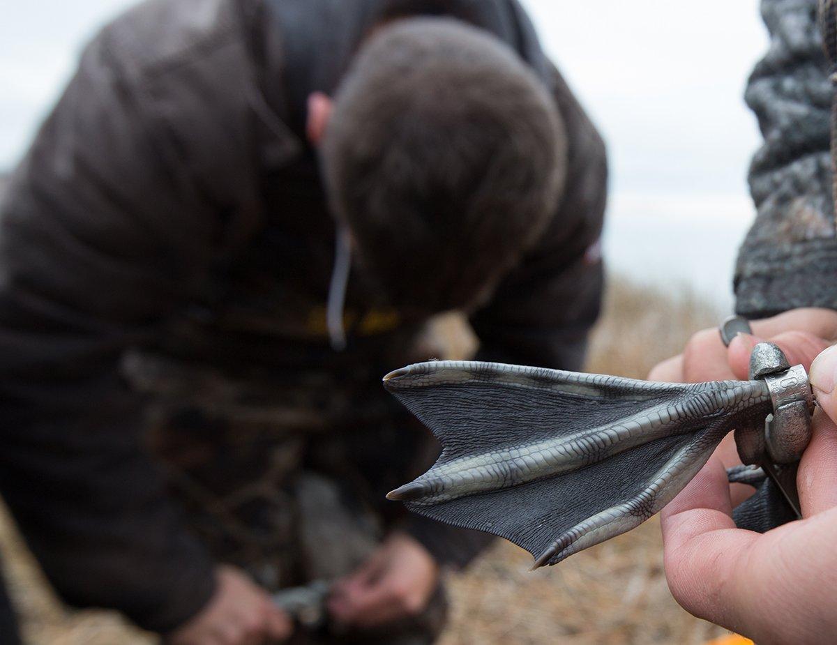 Banding programs have provided data on more than 14 million ducks and 6 million geese. Photo courtesy of Delta Waterfowl