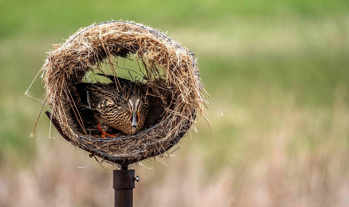 Elevated hen houses give mallards a safe nesting area away from mammalian predators. Photo by Delta Waterfowl