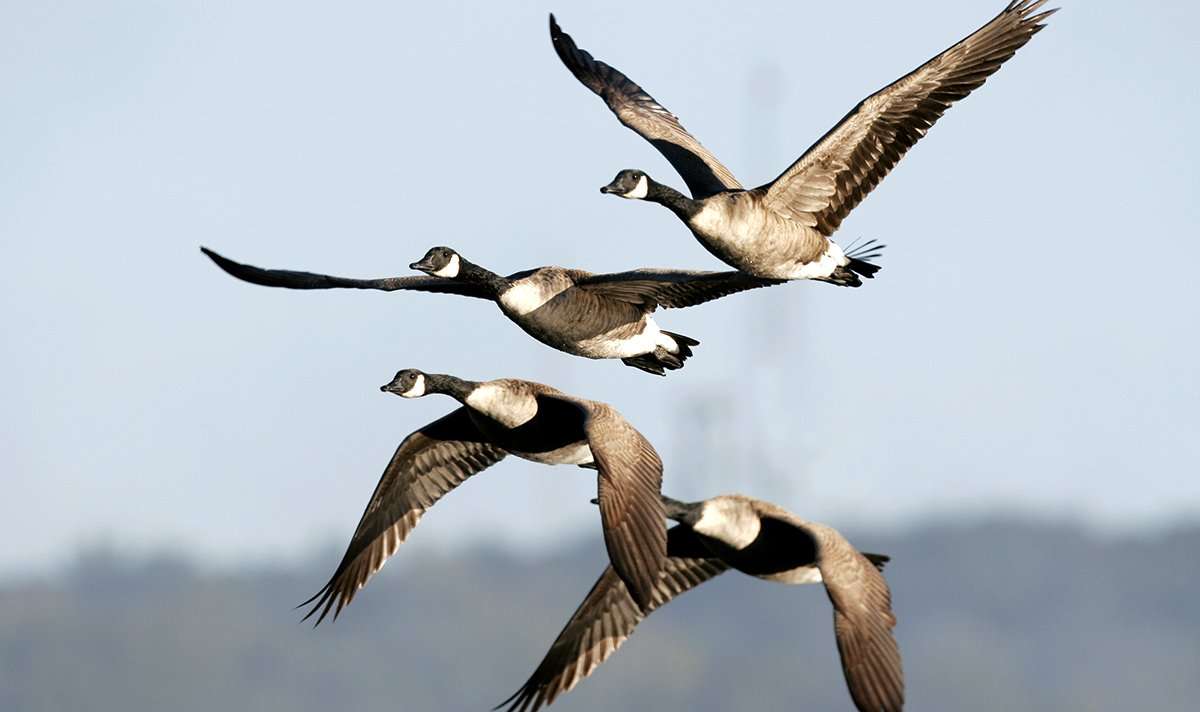 Hunters have taken quite a few local Canada geese in South Dakota, but the snows just arrived with colder weather. Photo by Dennis W. Donohue Hunters have taken quite a few local Canada geese in South Dakota, but the snows just arrived with colder weather. Photo by Dennis W. Donohue
