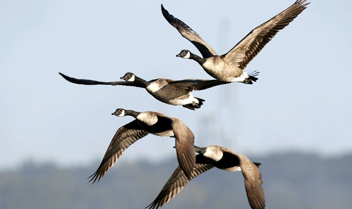 Hunters have taken quite a few local Canada geese in South Dakota, but the snows just arrived with colder weather. Photo by Dennis W. Donohue