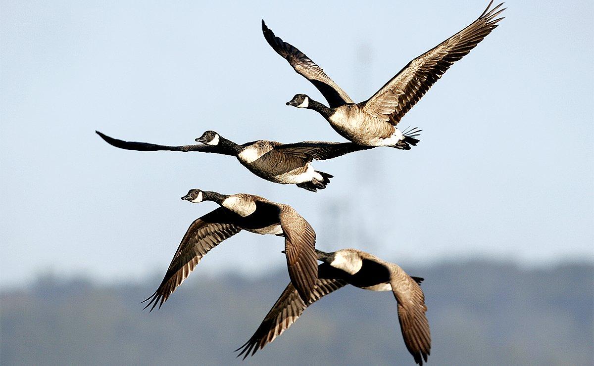 Local honkers are fairly easy to pattern before early seasons, but changing food sources and other factors can make them shift patterns by the opener. Photo by Dennis W. Donohue/Shutterstock 