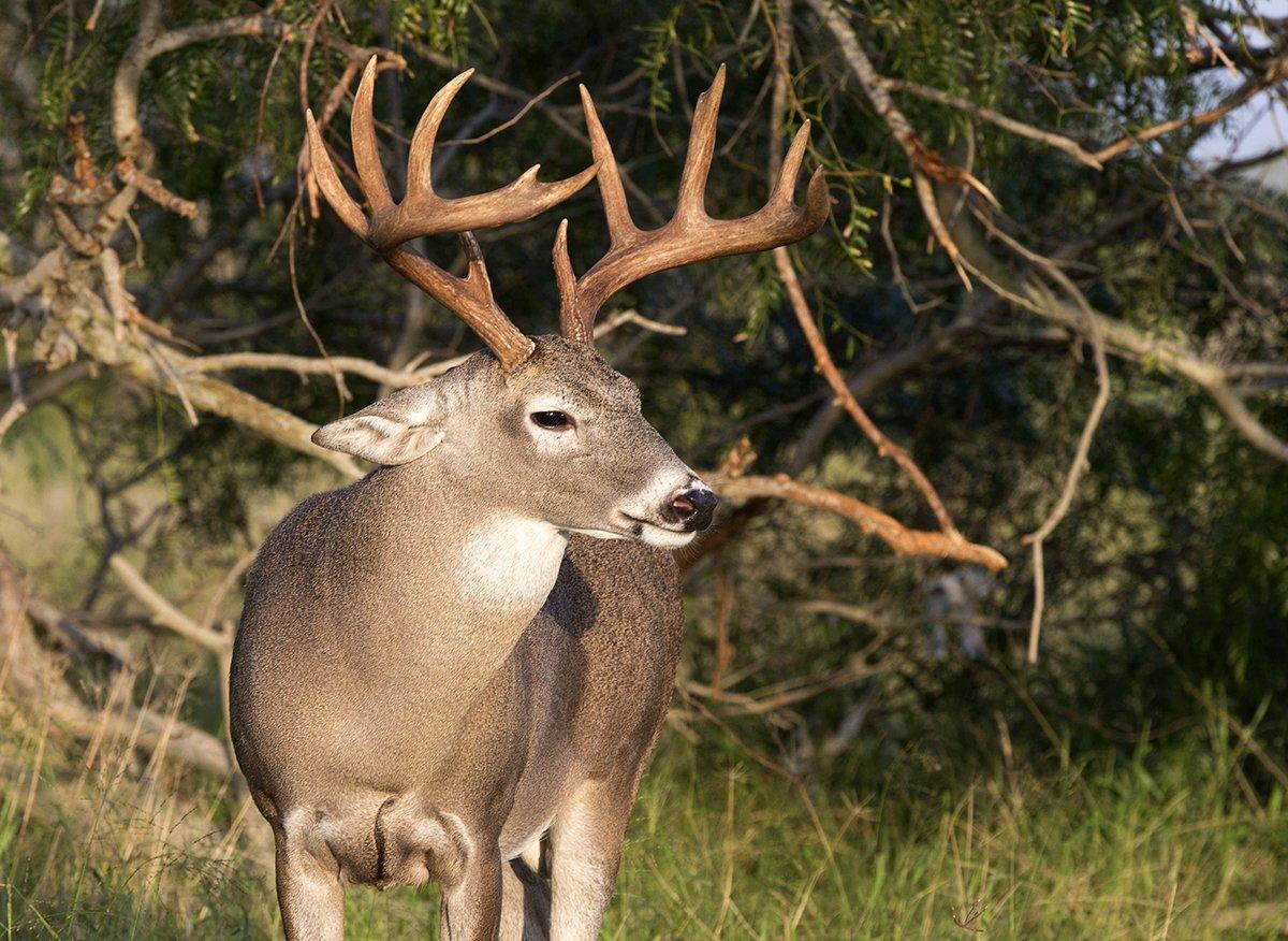 The Southwest is primed for another solid deer season. Image by Dennis W Donohue