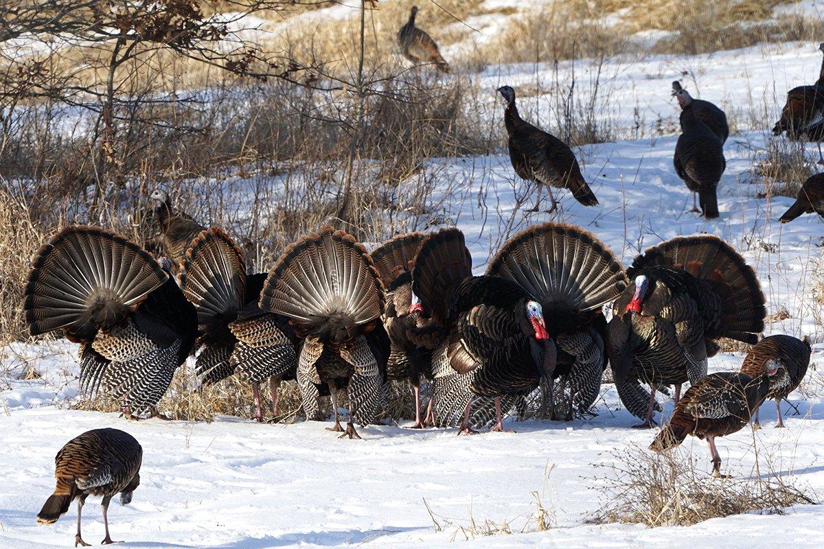 Wild turkey mortality rates can run as high as 50% during extremely harsh winters.