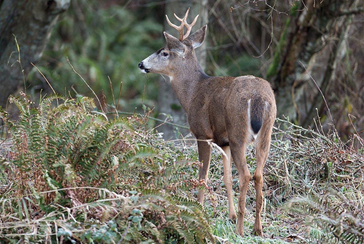 While they aren't that big, the Sitka blacktail is incredibly tough, and no pushover to chase with stick and string. Image by Double Brow Imagery