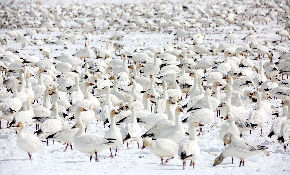 Scenes such as this prompt many hunters to jump-shoot light geese off fields and loafing ponds. However, some folks look down on the practice. Photo by D. Ridgway/Shutterstock