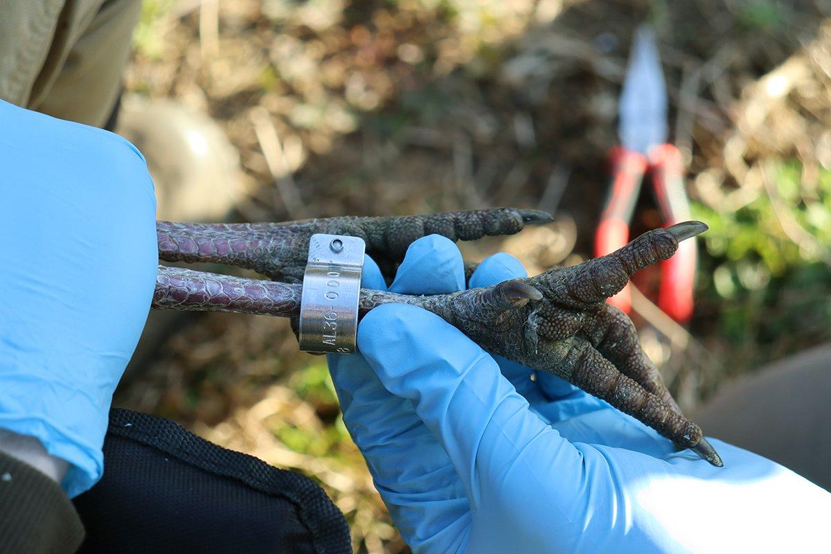 Twenty adult hens were captured then fitted with leg bands and remote backpack transmitters. Photo by Dr. Will Gulsby