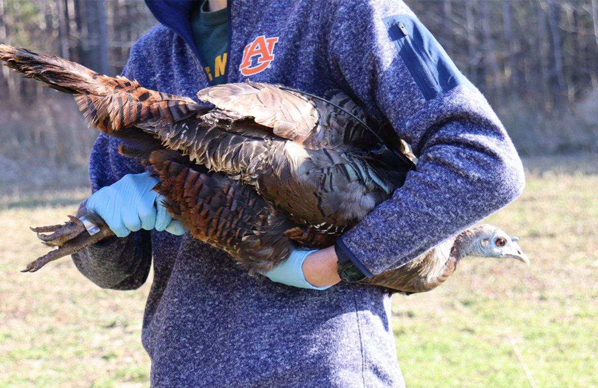 New battery technology will allow researchers to monitor hens for multiple years. Photo by Dr. Will Gulsby