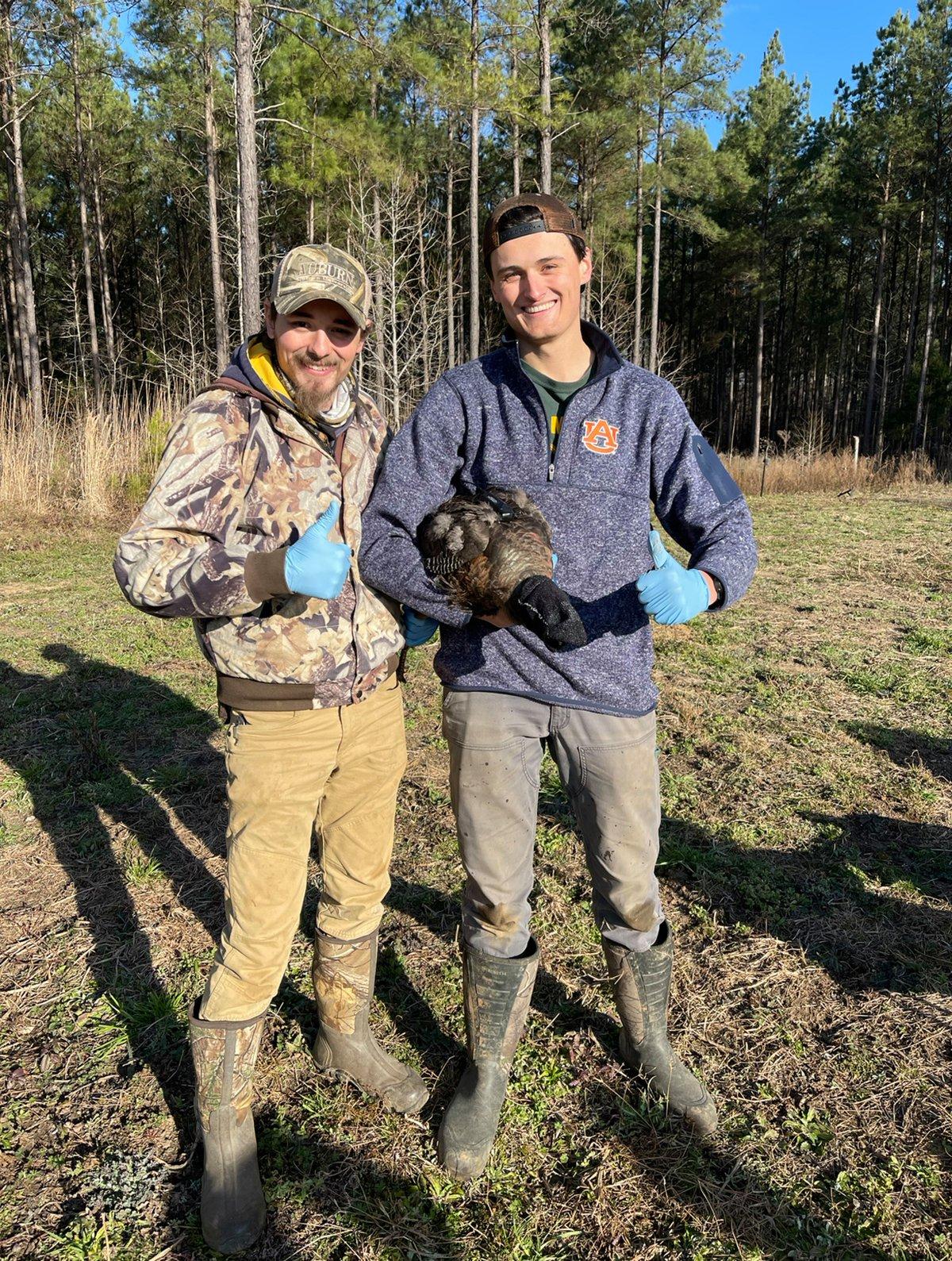 Graduate students Matthew Day and Kevin Ostrander fitting a captured hen with a transmitter. Photo by Dr. Will Gulsby