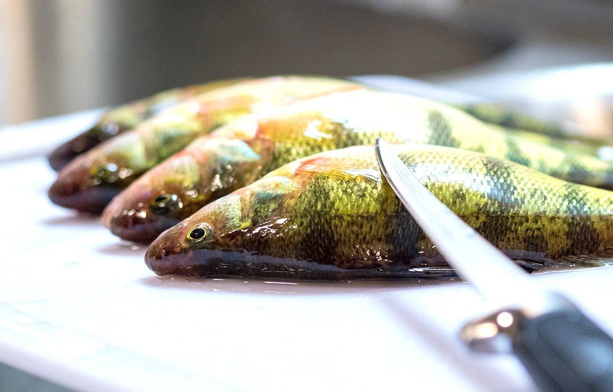 Fill the freezer with delicious yellow perch. Image by Evalentine