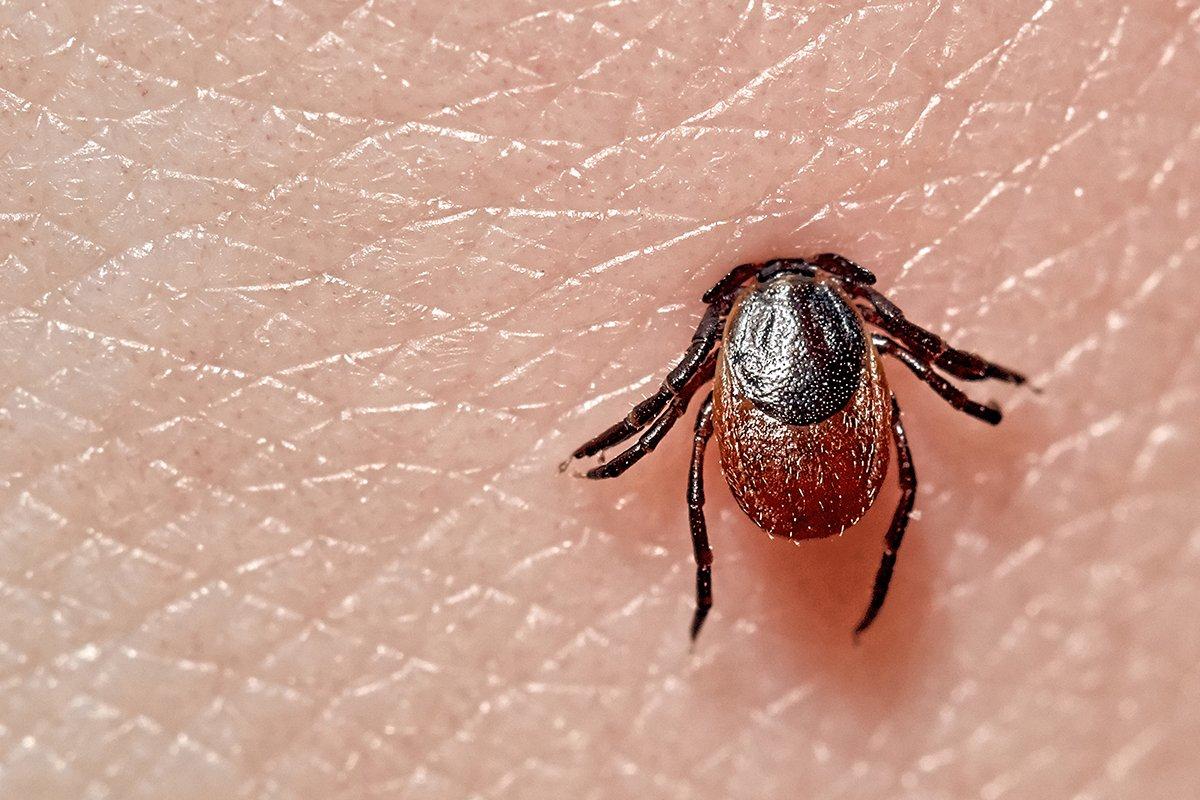 Tick-borne diseases are on the rise. Image by Eveniyqw/Shutterstock