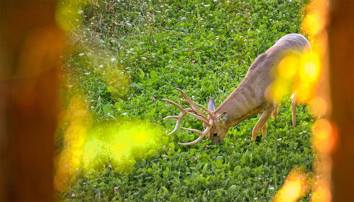 Bayou Kale Forage Brassica Seed 5 Lbs. - Deer Food Plot