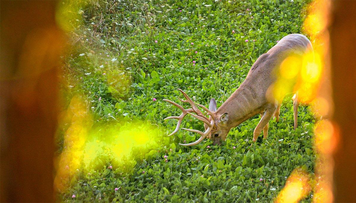 A big, mature buck feeds on brassicas. Image by Evolved Harvest