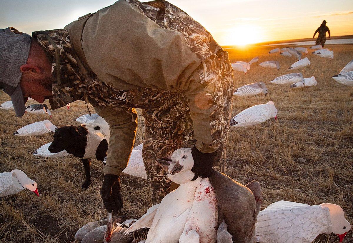 Poor spring production usually equates to poor spring hunting the next year, so snow goose hunters are hoping to see lots of juvenile birds in the 2021 northward migration. Photo by Forrest Carpenter