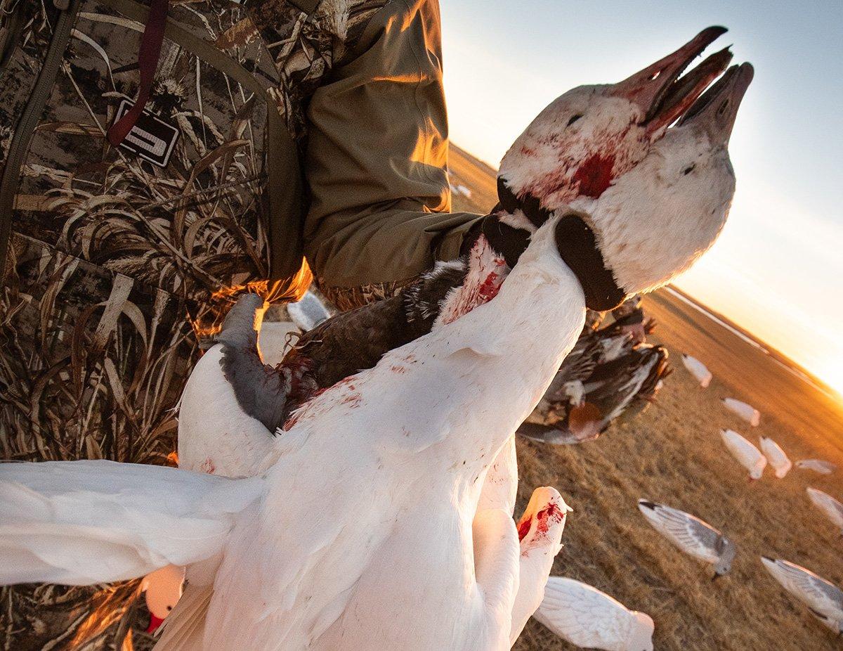 Spring light geese are notoriously wary, but seasoned hunters have figured out crafty ways to fool them consistently. Photo by Forrest Carpenter