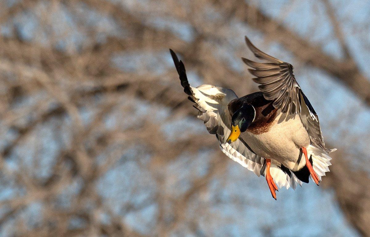 Finishing spooky mallards in timber is far different than working them close on open water. Photo by Forrest Carpenter