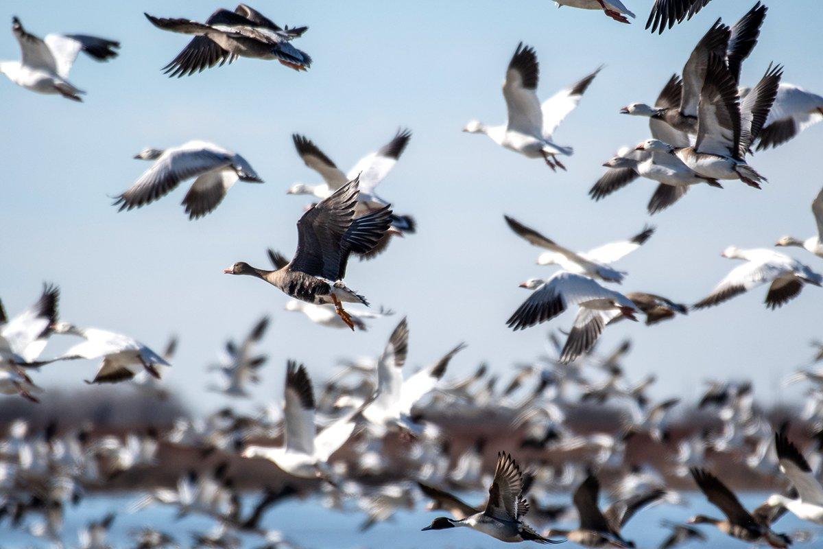 Central Flyway snow geese have been affected by this troubling new strain. Photo by Forrest Carpenter