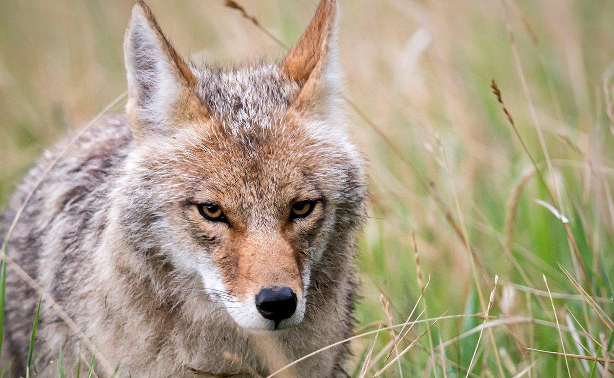 A coyote expert says both chronic feeding and the consumption of illegal drugs could be contributing factors to the coyotes' aggressive behavior. Image by Ghost Bear/Shutterstock