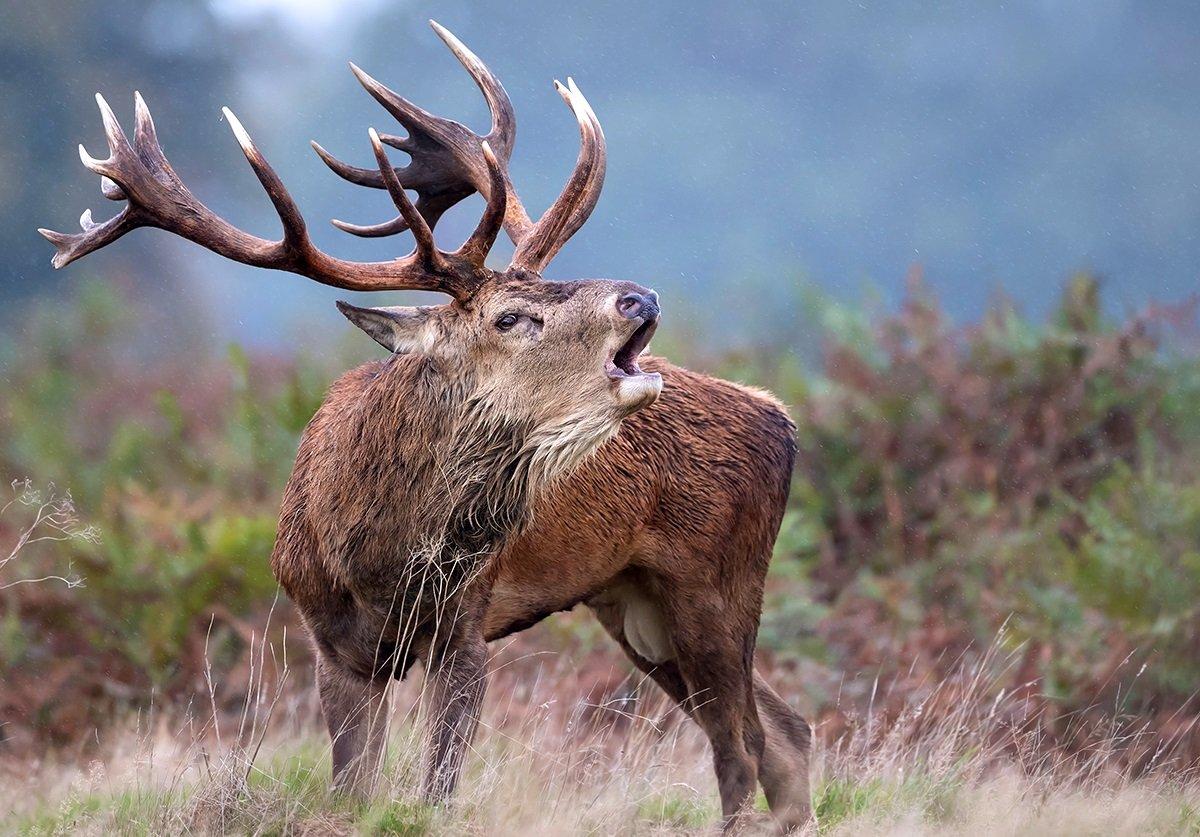 A red stag, like this one, has been spotted on several game cameras in the Augusta, Georgia, area. Image by Giedriius/Shutterstock