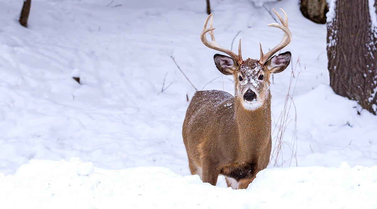 Plenty is happening in the big, wide world of whitetails. Image by Shutterstock / Glass and Nature