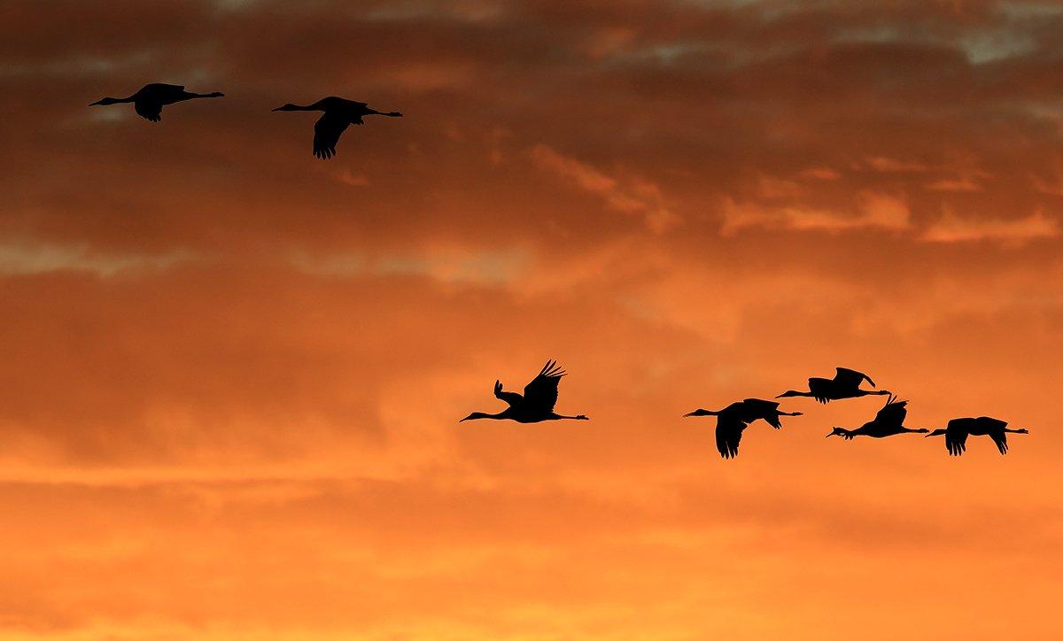 Numbering in the hundreds of thousands, sandhill cranes are an increasingly common sight across the country. As such, hunting opportunities have also increased. Photo by Greens and Blues/Shutterstock