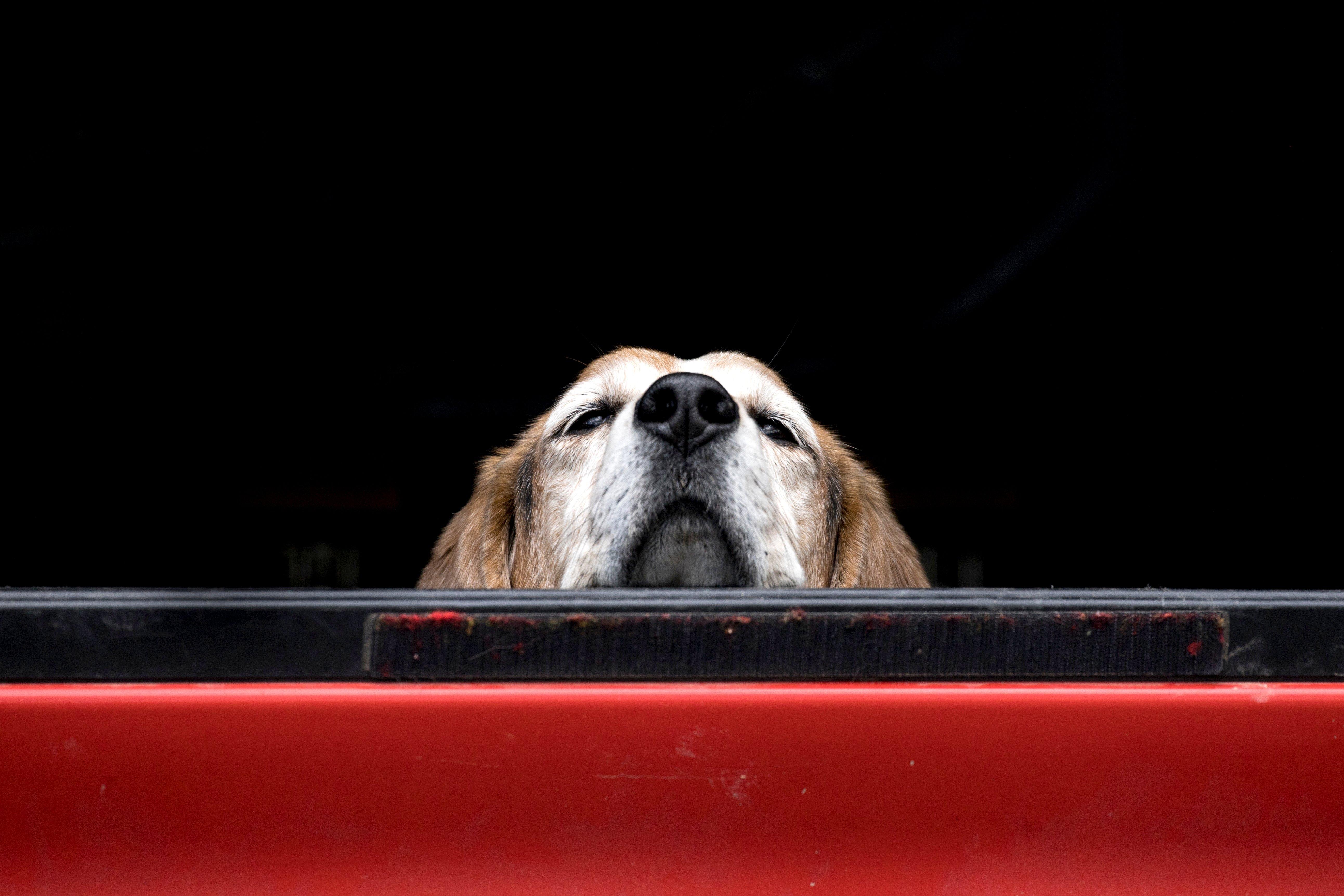 A hunter was killed when his dog stepped on his rifle, causing it to shoot him in the back. Image by Gregory Johnston