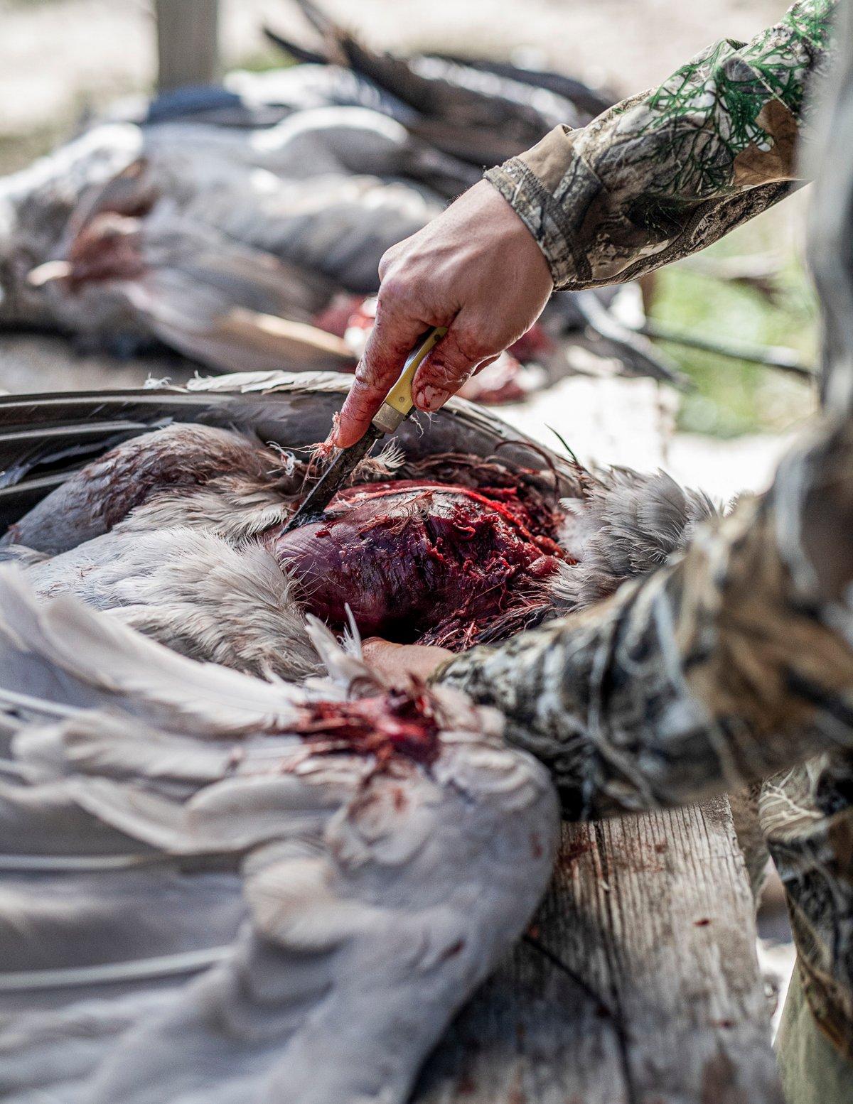 Fillet the meat off the breastbone. Photo by Grit Media