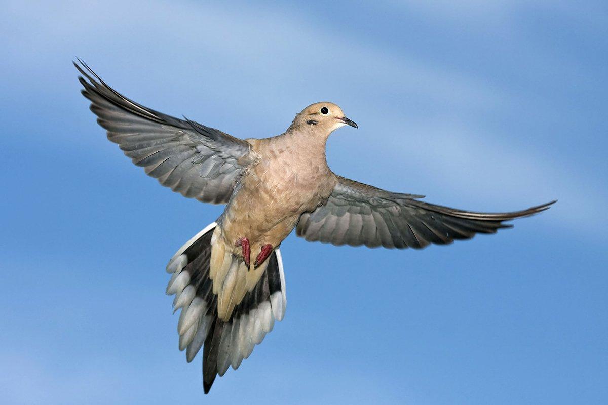 Dove season is a prime time to enjoy the outdoors with family and friends. Image by Harold Stiver