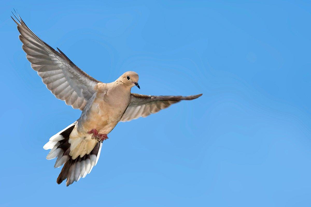 Every field will have hot corners. Watch flight paths in the days ahead of a hunt to determine how doves enter and exit your field. Image by Harold Stiver / Shutterstock