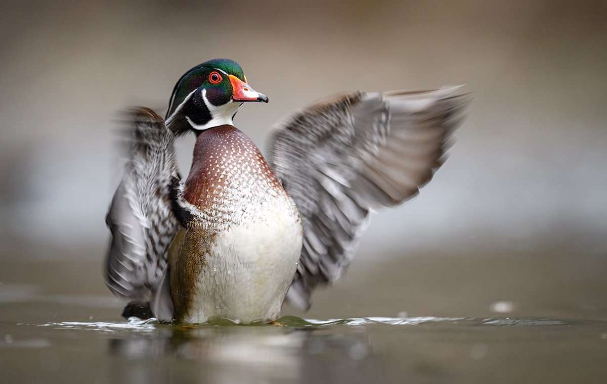 Colder weather in the coming weeks should push many ducks south. Photo by Harry Collins