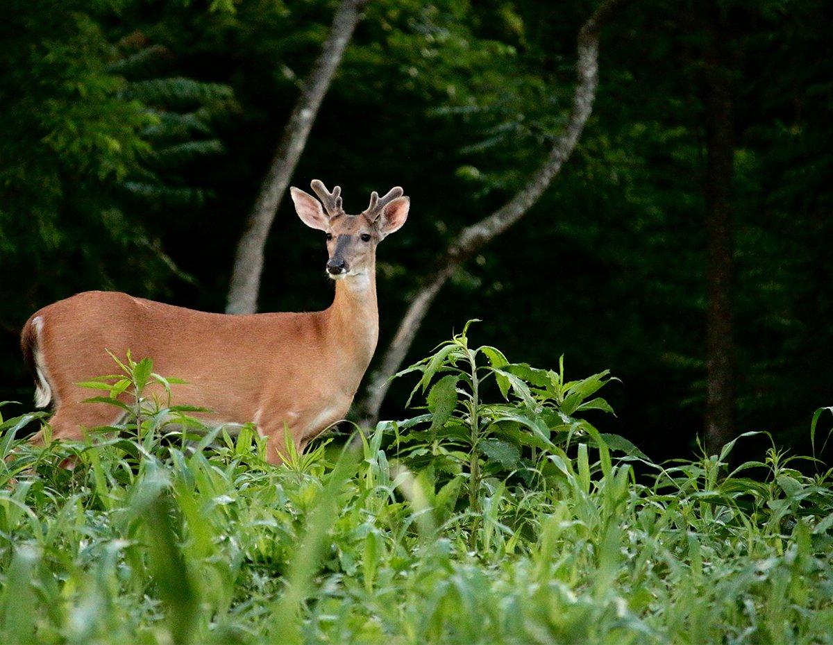 Sometimes, a weedy food plot is a good thing. Image by Honeycutt Creative