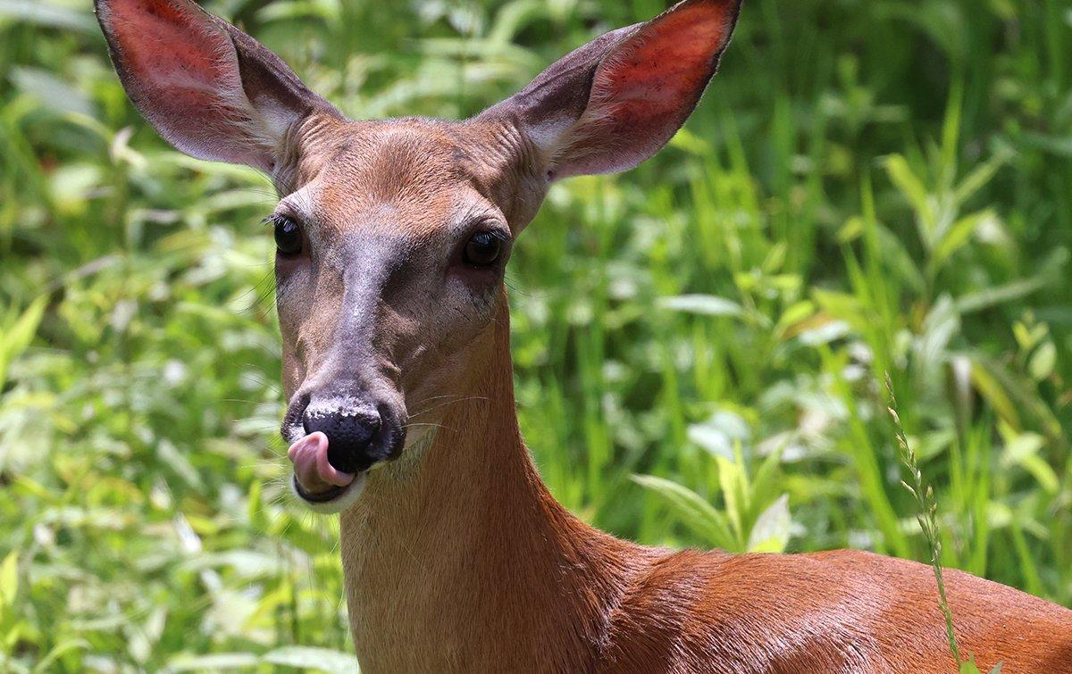 Deer eat weeds, too. While a food plot might not look clean to us, it looks tasty to whitetails. Image by Honeycutt Creative