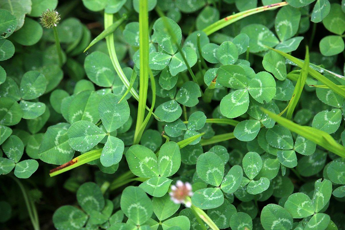 Don't fret over a clover plot with some grass in it. Image by Honeycutt Creative