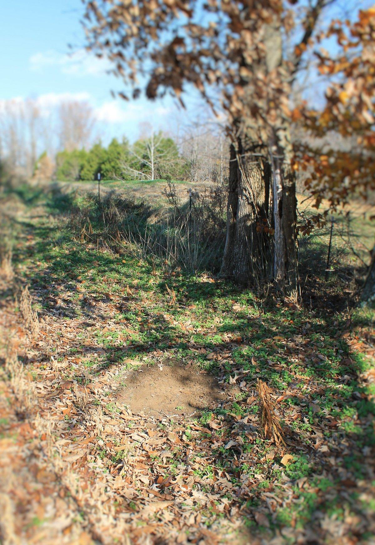 The bulk of field scrapes are visited at night. Image by Honeycutt Creative