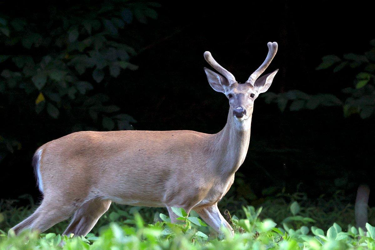 Whitetails can see the color blue up to 30 times better than humans. Image by Honeycutt Creative