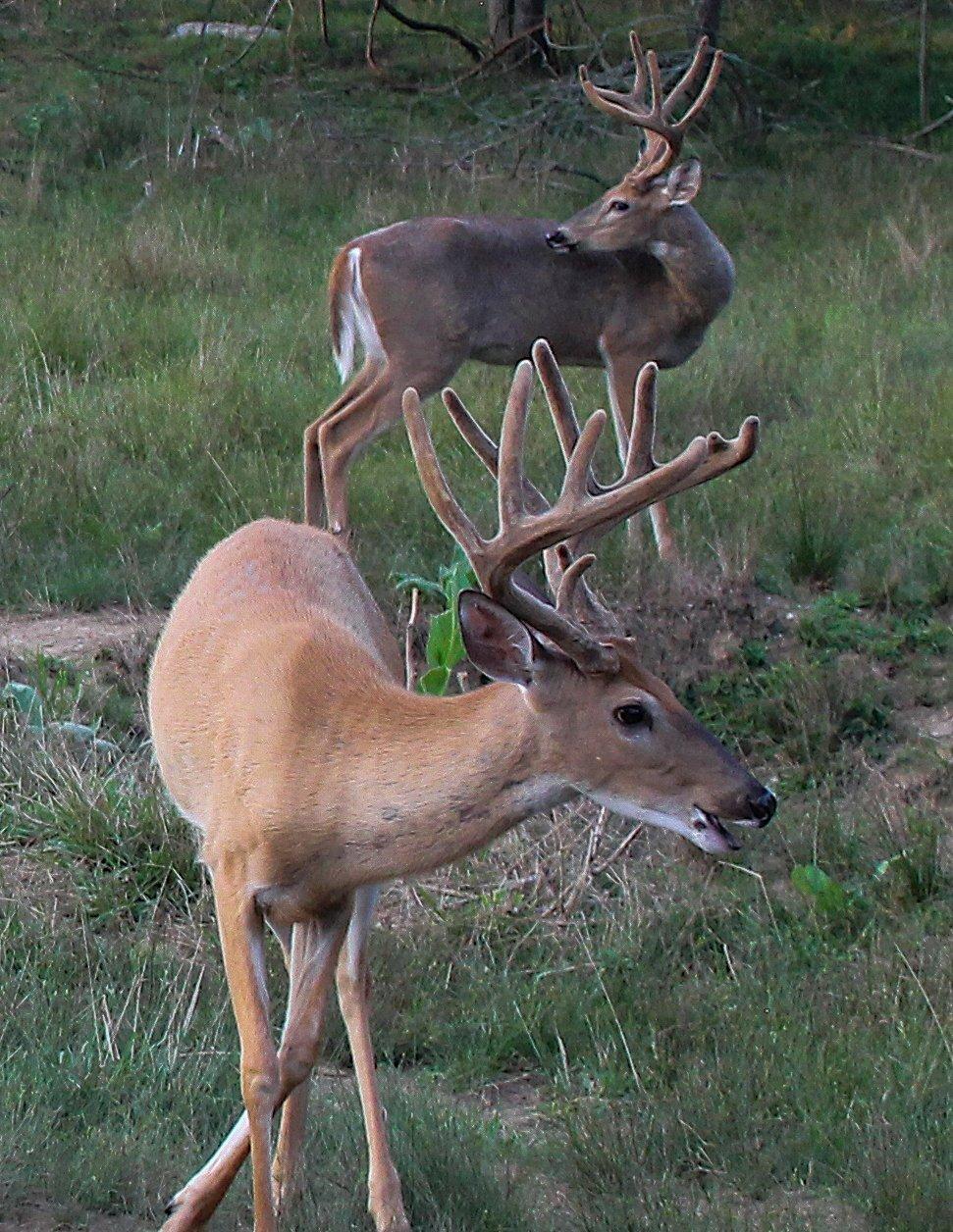 Most whitetails go on excursions, or vacations, once or twice each year. Image by Honeycutt Creative