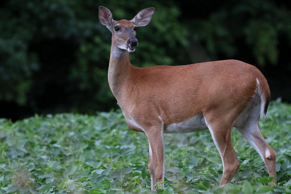 A whitetail's nose is far more perceptive than ours. Image by Honeycutt Creative