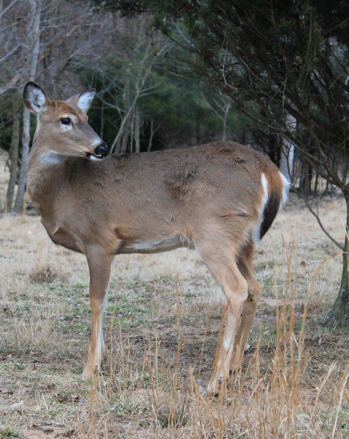 Studies indicate deer can live far longer than we imagine. Image by Honeycutt Creative