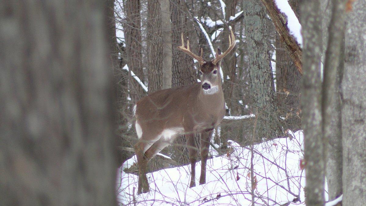 High winds suppress deer movement, right? Maybe not. Image by Honeycutt Creative