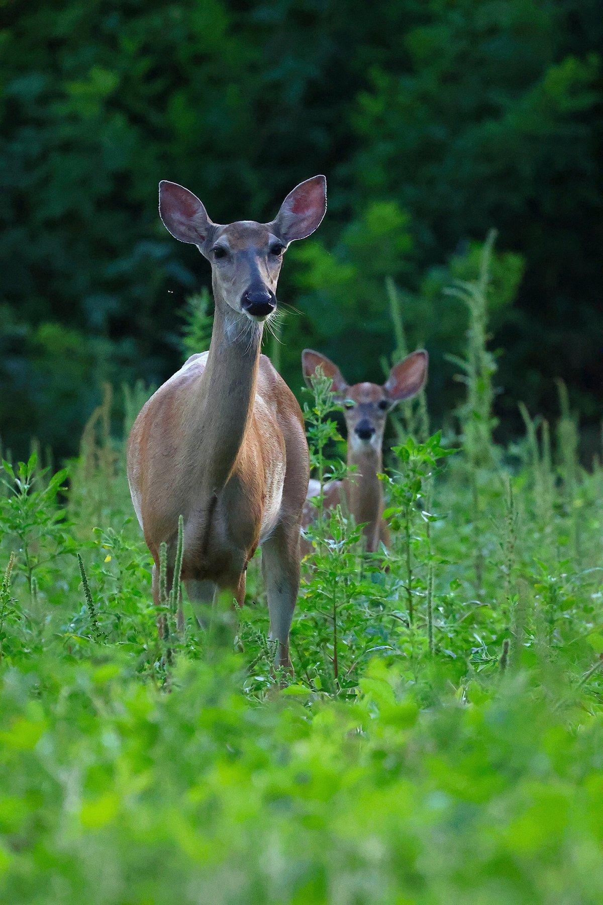 Some does are habitually bad at keeping fawns alive. Image by Honeycutt Creative