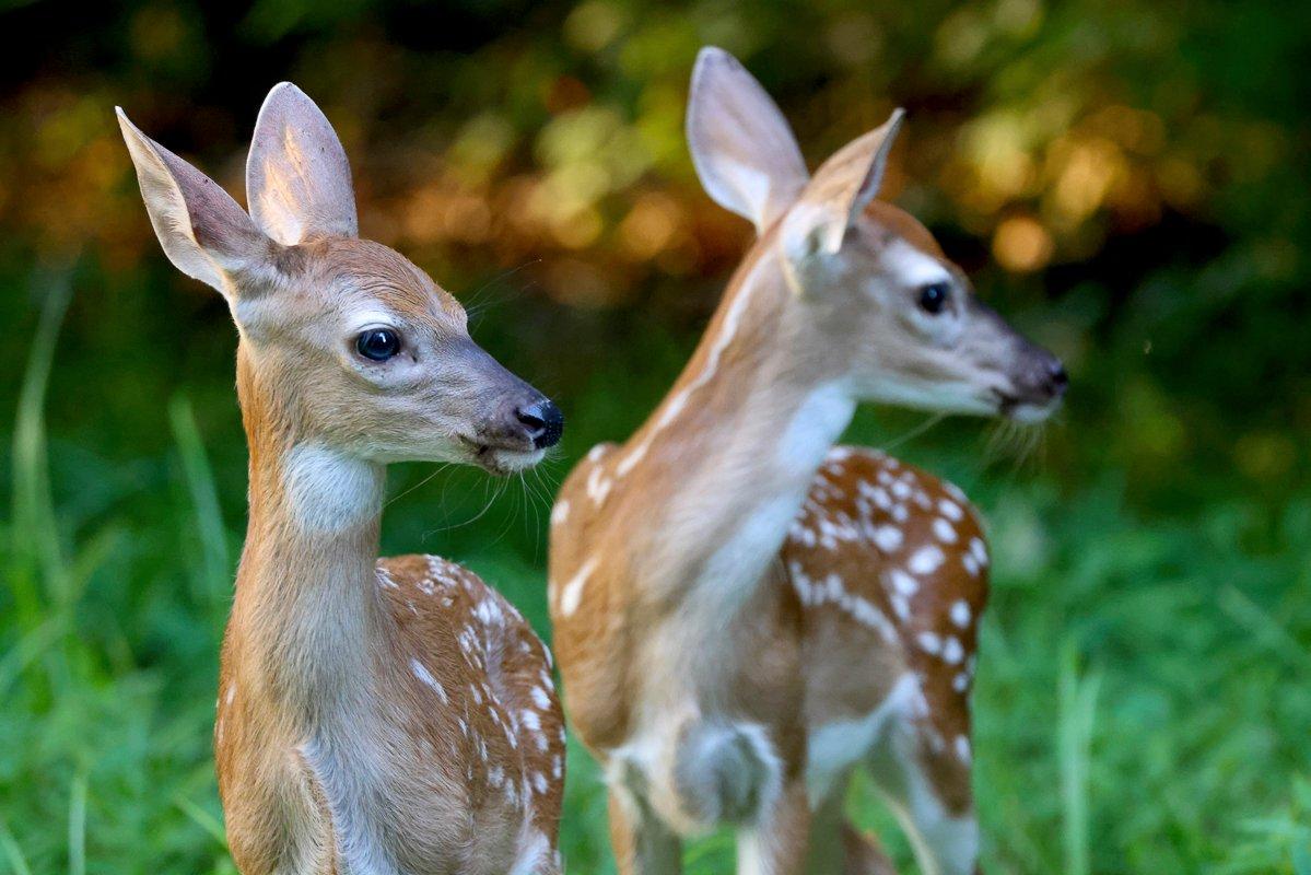 Habitat degradation is a leading cause of declining fawn recruitment rates. Image by Honeycutt Creative