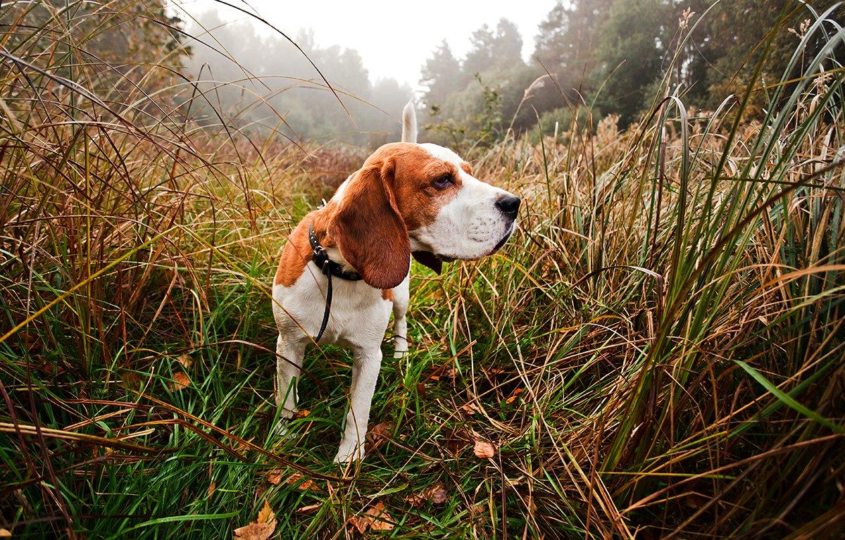 A good group of dogs makes a swamp rabbit hunt much more fun. Image by Igor Normann