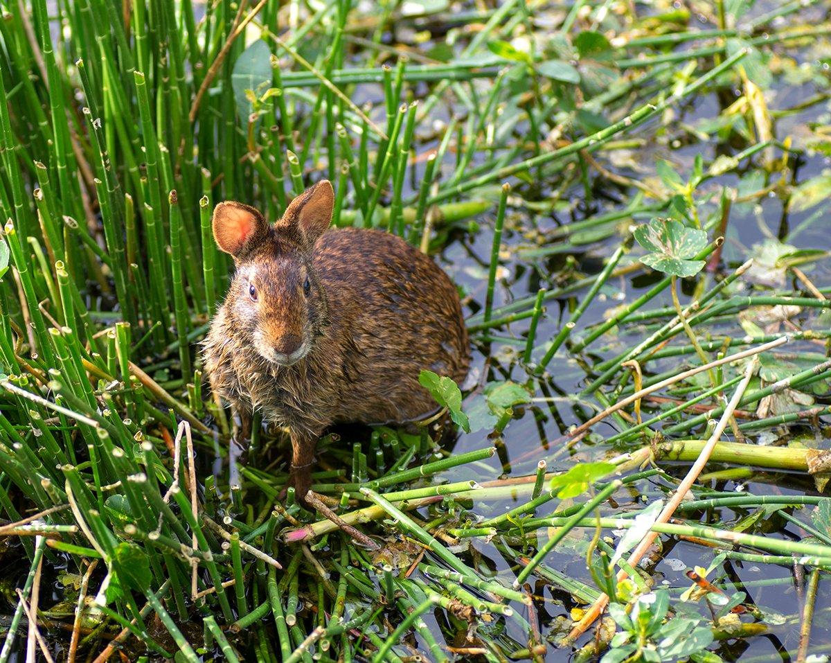 Swamp rabbits love the water. Find them there. Image by Maximum Photography