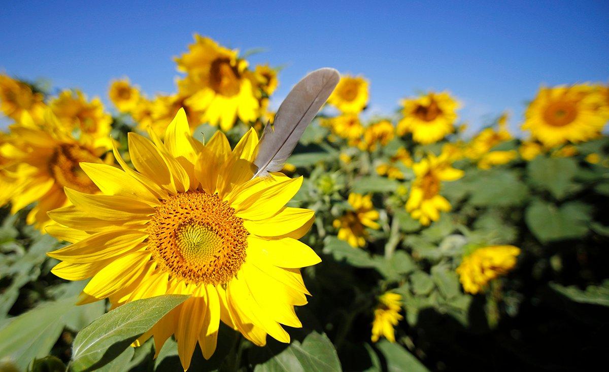 These sunflowers are pretty now, but they'll be at their best when they're dried up and dropping seeds for doves. Photo by Images on the Wildside