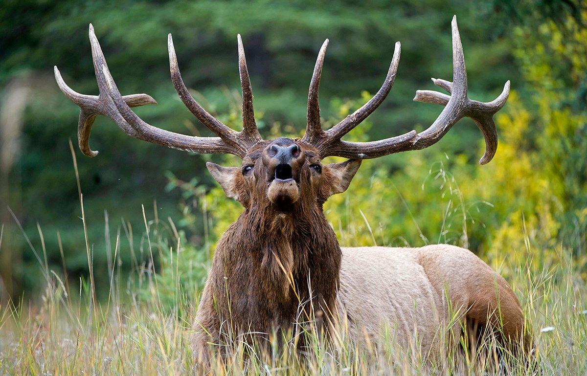 bull elk