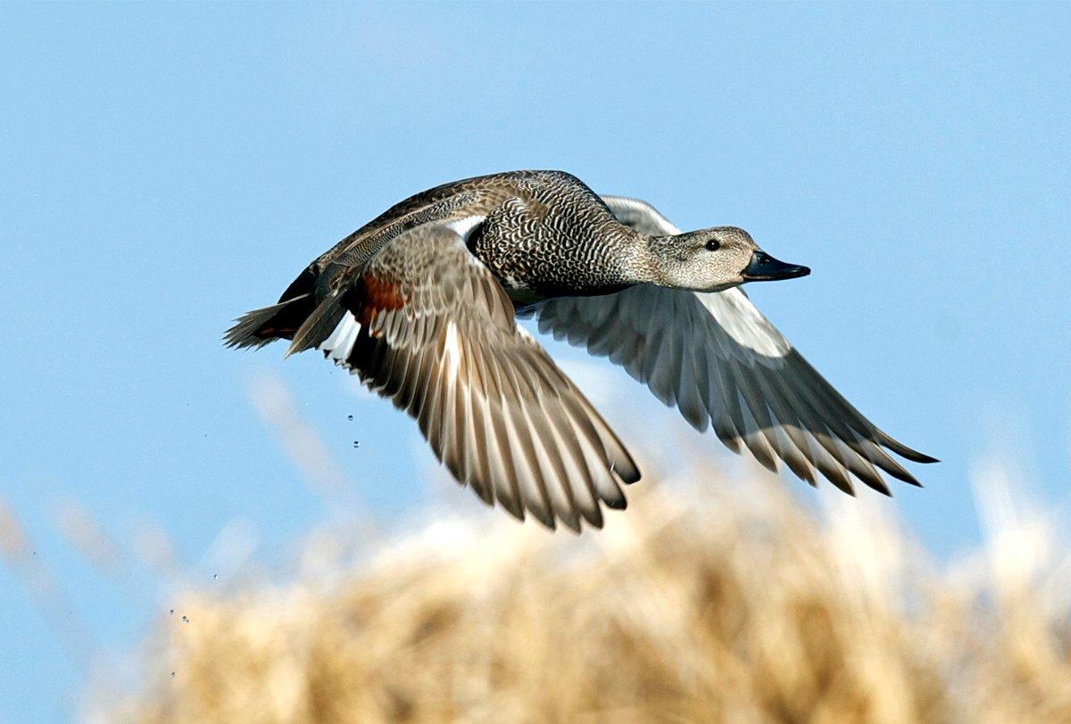 From the prairie pothole duck factory to the fabled Texas coast, the Central Flyway offers incredible waterfowling opportunities. Photo by Images on the Wildside